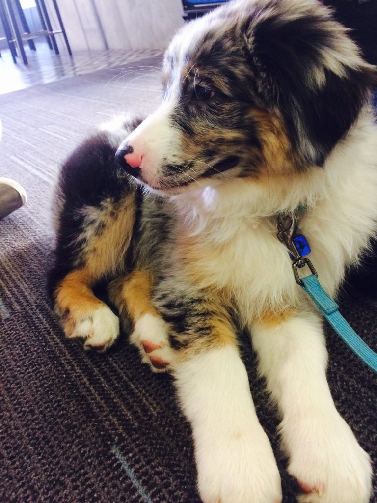 dab-puppy