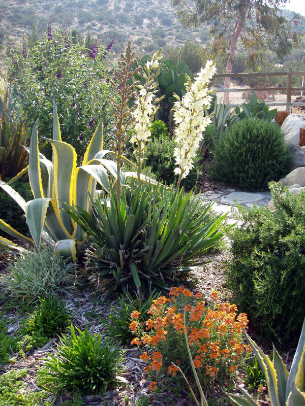 Image shows an outdoor garden with hardscaping and native plant life