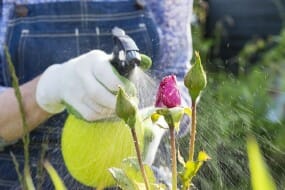 garden sprayer