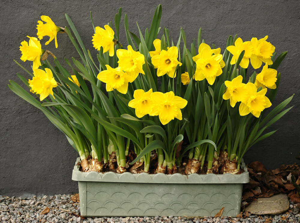 Potted Daffodil