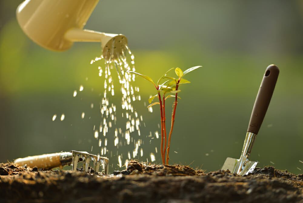 Sprouts and watering can