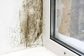 Mold shown growing on window and sill