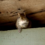 squirrels-in-home