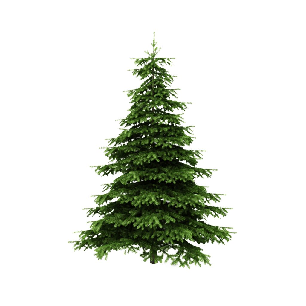  christmas  tree  without  decorations  www indiepedia org