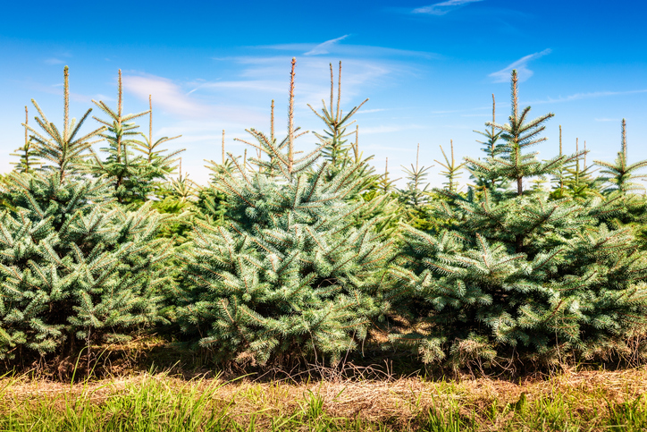 christmas tree nursery stock thenurseries christmas tree nursery stock thenurseries