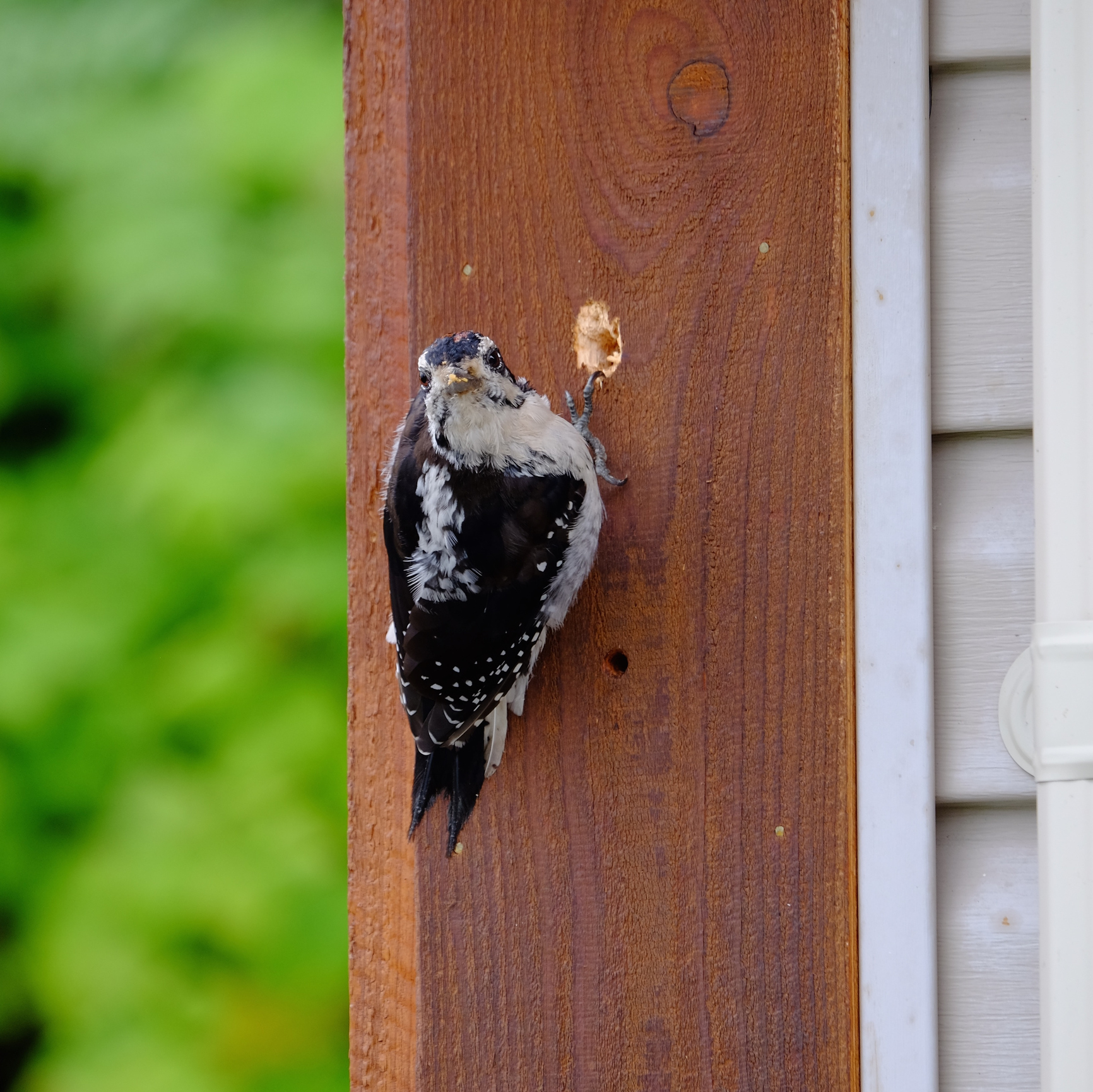 Repairing Woodpecker Damage To A Porch S Cedar Clad Beams Posts Cedar Posts Cedar Cladding House Exterior