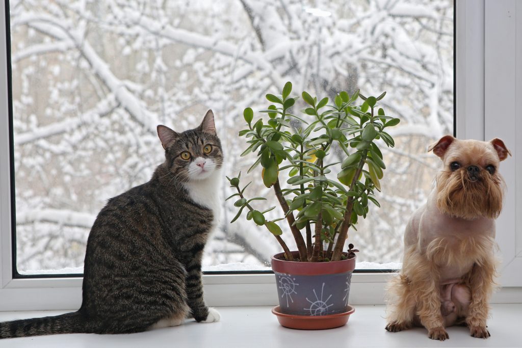 New windows with dog and cat