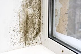 Mold on Windowsill