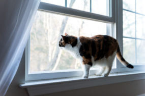 home window screens
