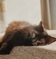 Cat on carpet