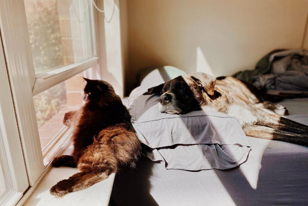 Image shows a black cat lounging in the sun next to a sleeping dog and an open window with a window screen