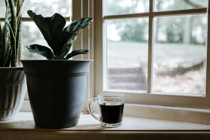 Coffee cup and plants in a kitchen bay window