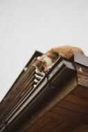 Close-up of black gutters on a home with a cat on the roof