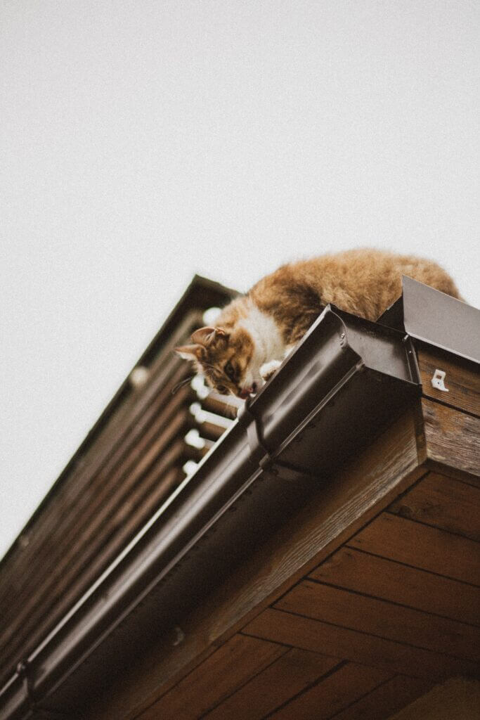 Close-up of black gutters on a home with a cat on the roof