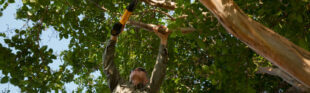 tree services arborist trimming tree for homeowner