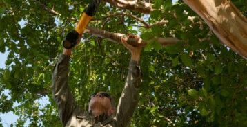 Removing a Tree: The Complete Homeowner’s Guide