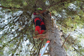 tree services arborist trimming tree