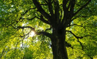 What it costs to remove a large tree