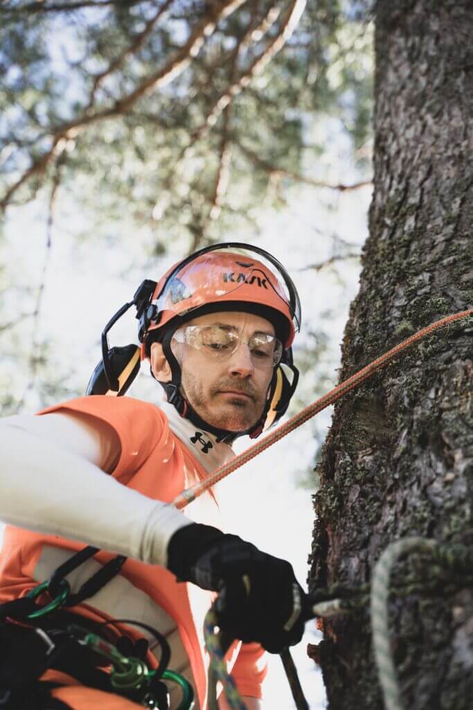 Arborist for tree removal