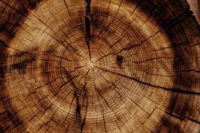 Tree removal considerations