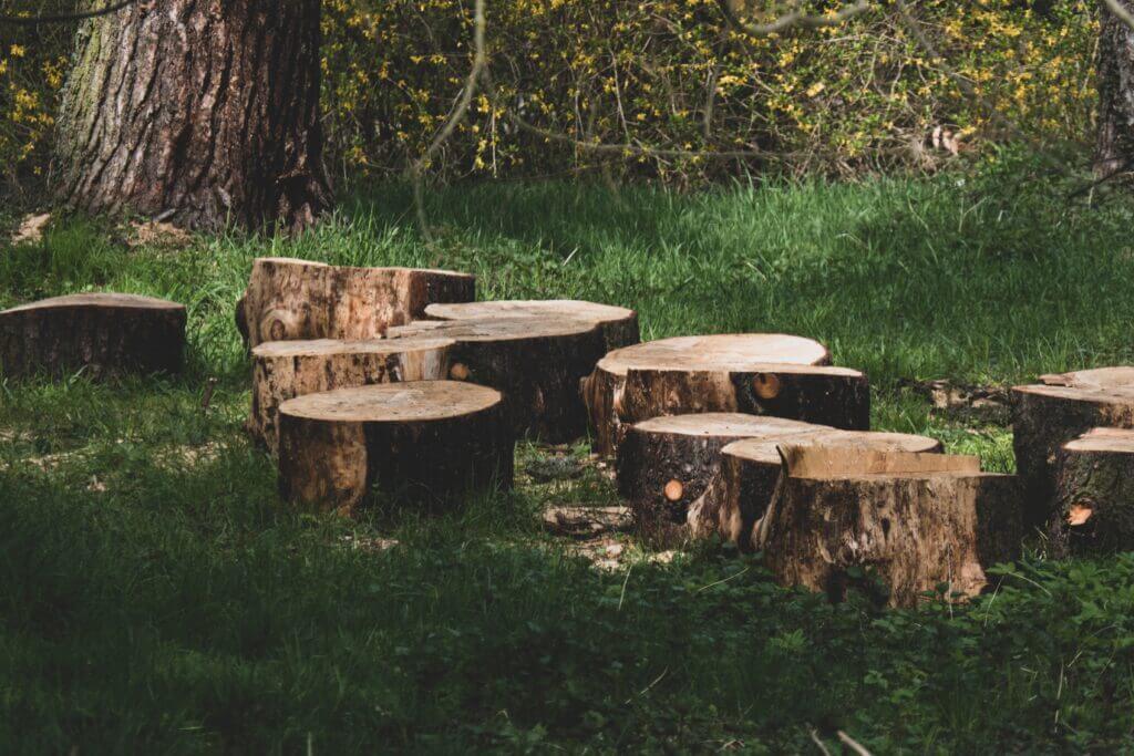 Tree stumps in a wooded area