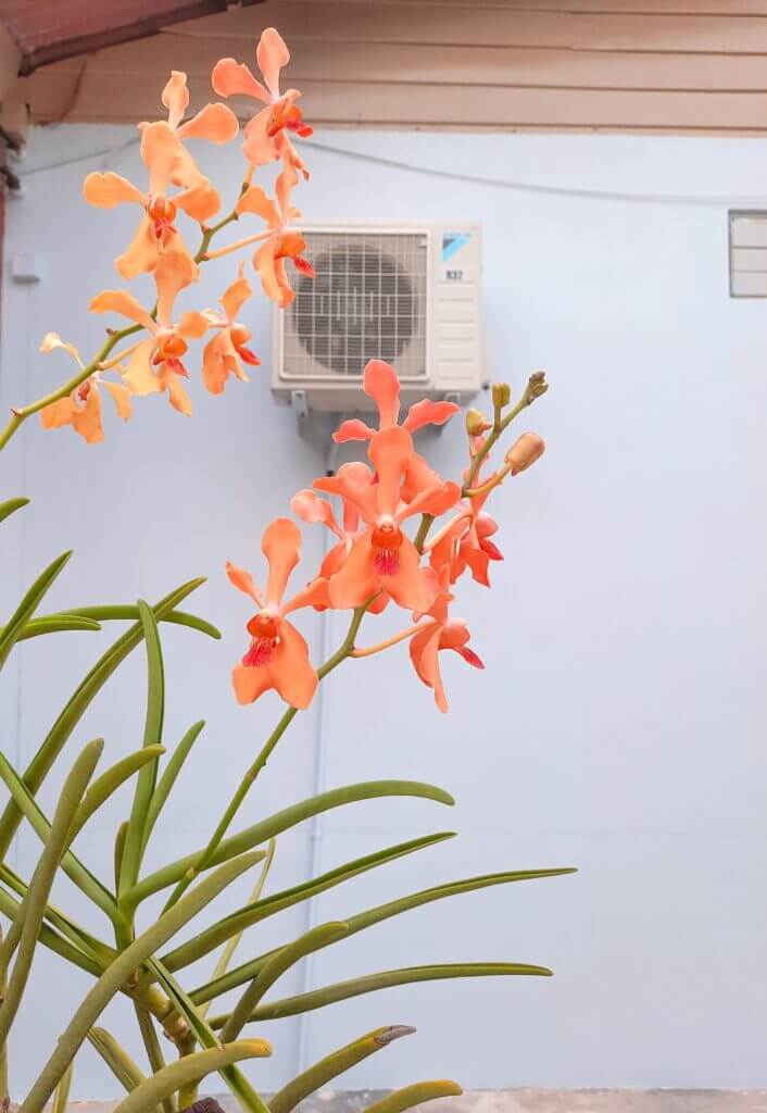 Small AC unit mounted on wall with pink flowers in the foreground