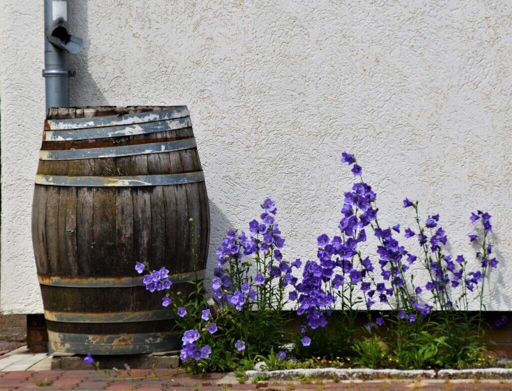 Image shows a rain barrel with a downspout pointing runoff into it next to a small garden with purple flowers