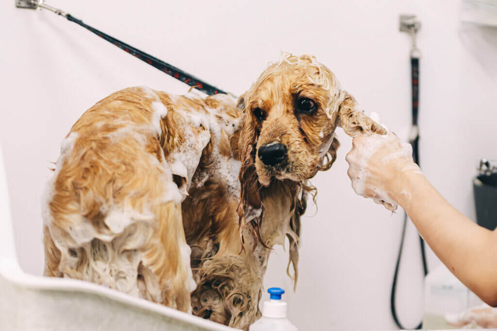 The groomer washes the dog in the bathroom. High quality photo