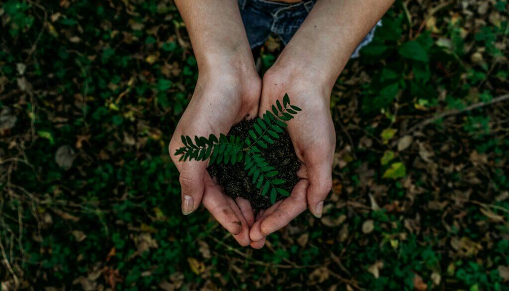 To hands holding a pile of dirt containing a small sapling ready to plant