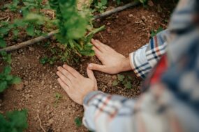 Hands patting soil around newly planted tree