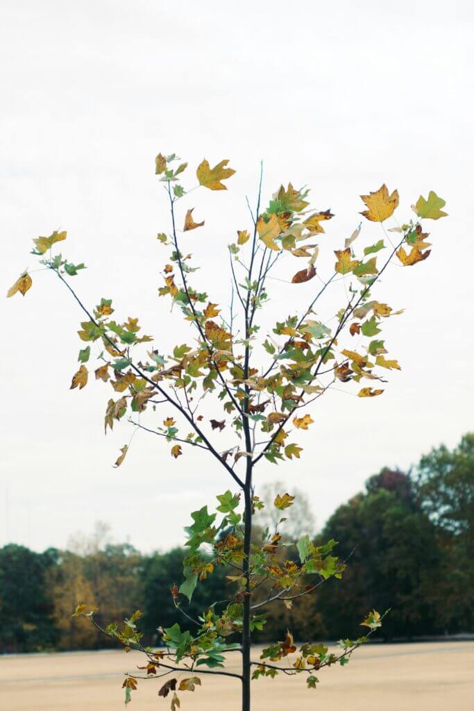 The head of a planted young tree against the sky