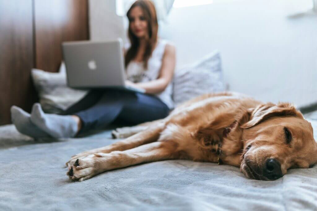 A person working on a laptop in bed while their dog snoozes nearby