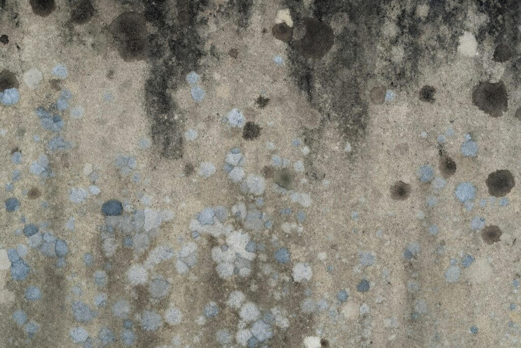 Close-up image of mold on wall