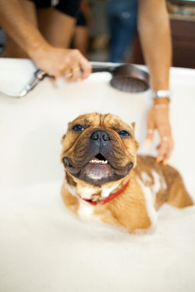 Smiling brown puppy getting a bath