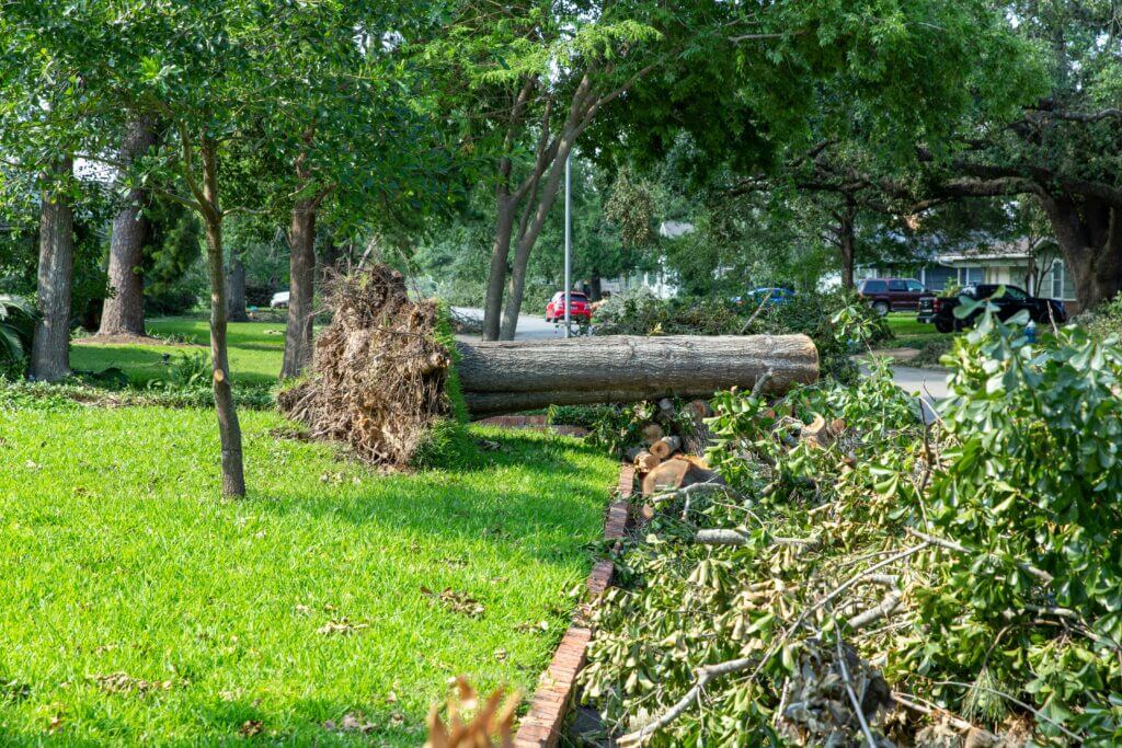 Emergency Tree Services