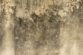 Mold on a wall