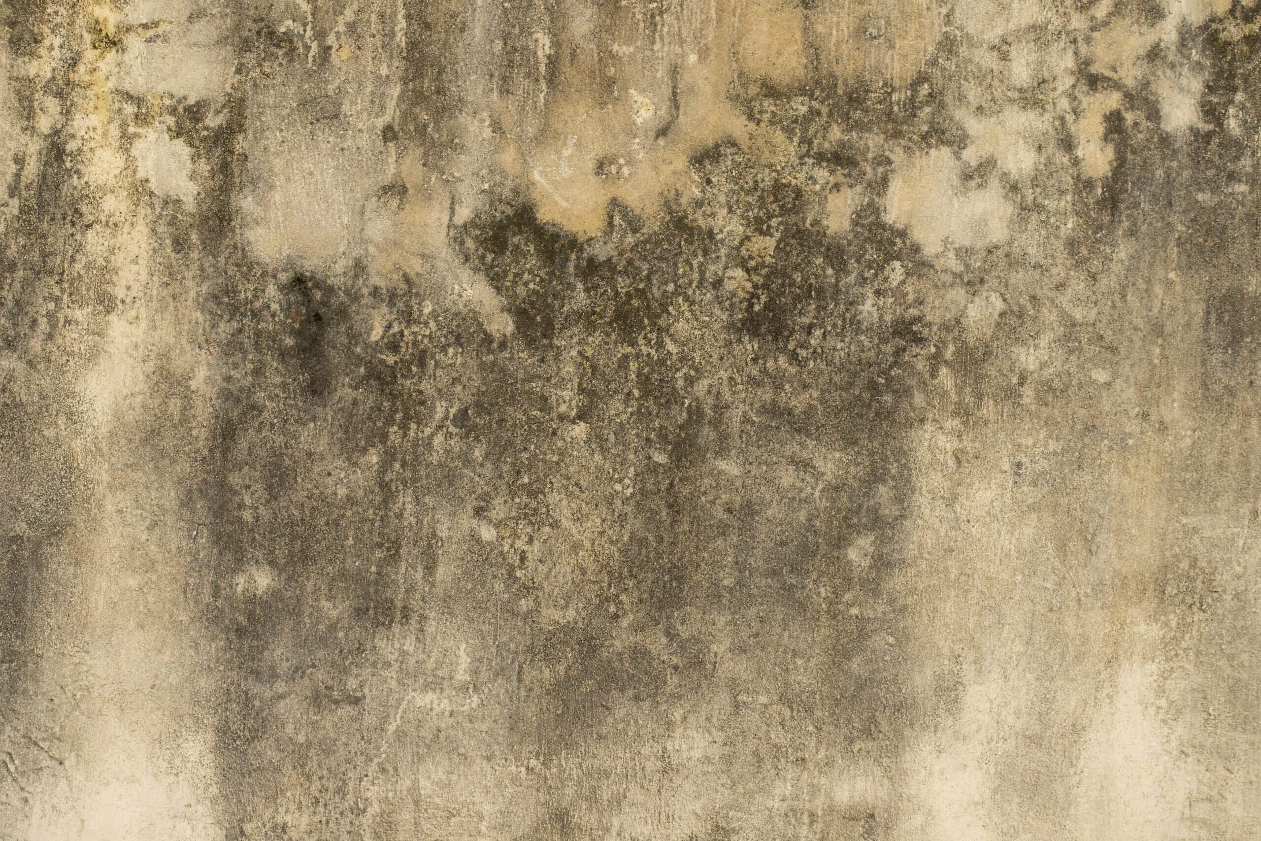 Mold on a wall