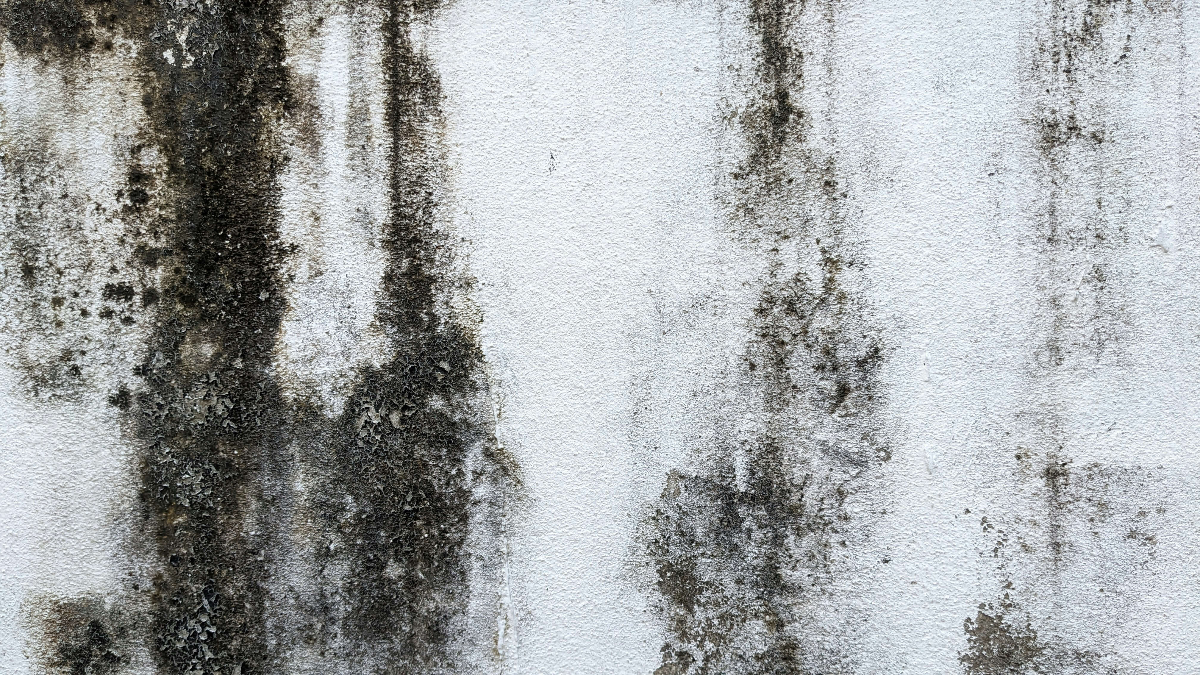 Moldy white wall