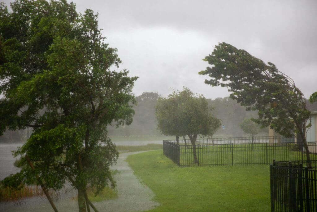 Trees bending to wind during a rain storm