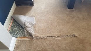 Damage done to corner of carpeted room by dogs