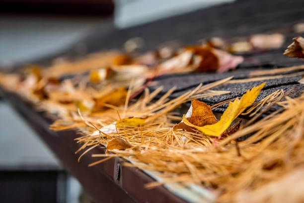 A roof gutter full of dead leaves and pine needles