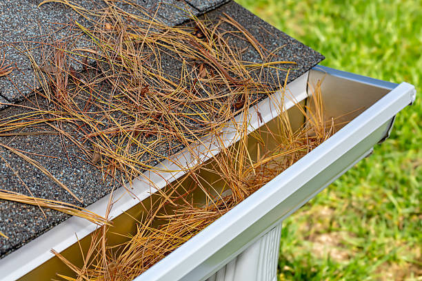 Pine needles inside of a rain gutter